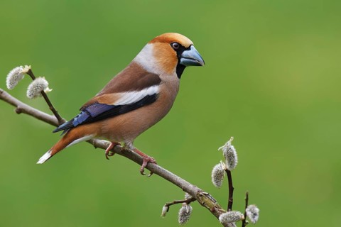 Hawfinch (Coccothraustes coccothraustes), Berlin, Germany