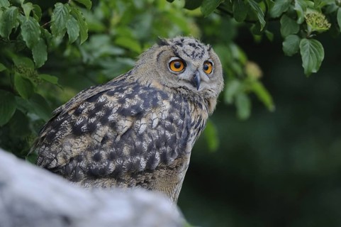 Eurasian Eagle-Owl (Bubo bubo) juvenile, North Rhine-Westphalia, Germany