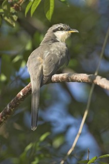 Mangrove Cuckoo (Coccyzus minor), Costa Rica
