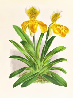Orchid, Cypripedium sallieri, authentic reproduction of an illustration by Jean Jules Linden (1817