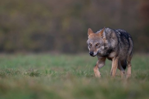 European grey wolf, Eurasian wolf (Canis lupus lupus), wolf in forest clearing, Podlaskie