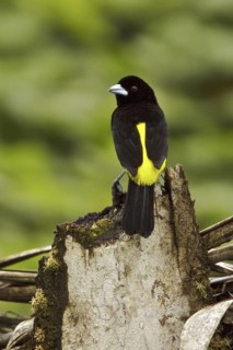 Lemon-rumped Tanager (Ramphocelus icteronotus) male, Ecuador