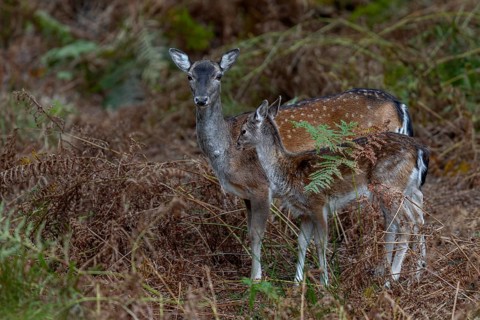 A fallow deer (Dama dama) with calf searches for the last remaining acorns on the forest floor,