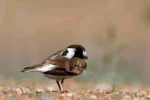Little Ringed Plover (Charadrius dubius) preening, Saxony-Anhalt, Germany
