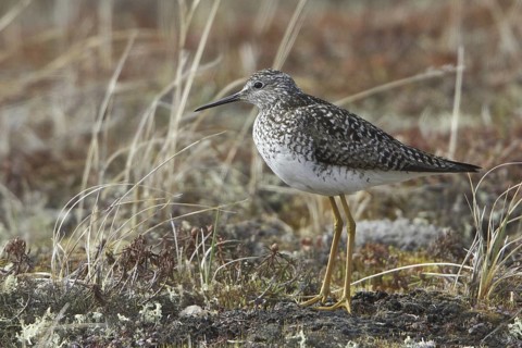 Lesser Yellowlegs (Tringa flavipes), Manitoba, Canada