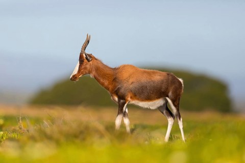 Bontebok, (Damaliscus pygargus), antelope, South Africa