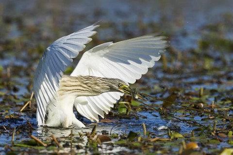 Squacco Heron (Ardeola ralloides) fishing, Rishon LeZion, Israel