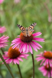 Red coneflower (Echinacea purpurea 'Pica Bella'), Weihenstephan Gardens, Federal Republic of