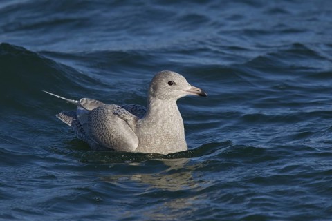 Glaucous Gull (Larus hyperboreus), North Sea, Germany