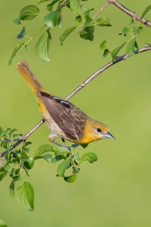 Baltimore Oriole (Icterus galbula) perched on a branch in Ontario, Canada