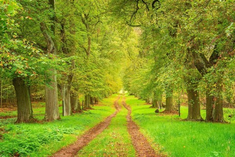 Hiking trail through old linden alley at Kyffhäuser in autumn, Bad Frankenhausen, Thuringia,