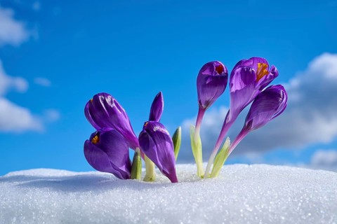 Purple crocuses grow through snow against a clear sky with scattered clouds, spring, Bavaria,