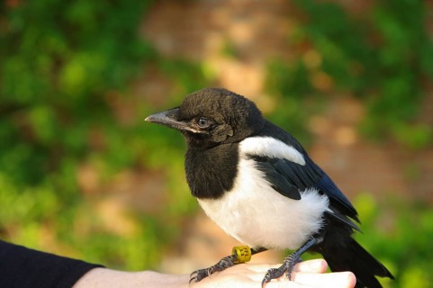 Magpie (Pica pica), young bird, portrait, plumage, trusting, ringing, The young bird was found and