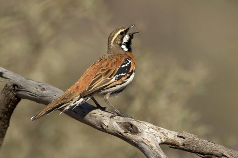 Chestnut-breasted Quail-thrush (Cinclosoma castaneothorax) male singing, Queensland, Australia