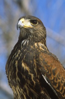 Harris's Hawk (Parabuteo unicinctus), Arizona, USA