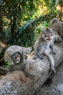 Macaque (Macaca), monkey, monkey, animal, macaque, wildlife, nature, wild, mammal, fauna,