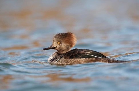 Hooded Merganser (Lophodytes cucullatus) young male, Texas, USA
