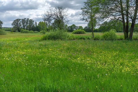 Wildflower meadow with cuckoo flower (Silene flos-cuculi), snake's knotweed (Bistorta officinalis),