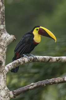 Yellow-throated Toucan (Ramphastos ambiguus swainsonii), Costa Rica