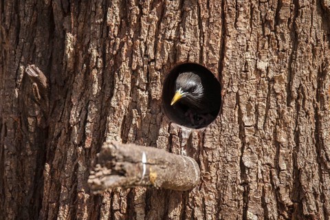Spotless Starling (Sturnus unicolor), on nest, Castile-La Mancha, Spain