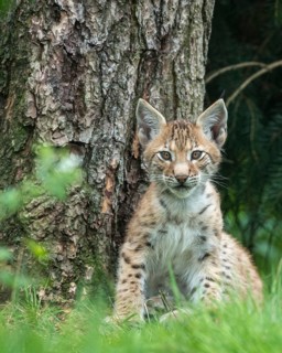 Young lynx (Lynx lynx), Haltern, North Rhine-Westphalia, Germany