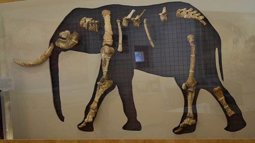 Exhibited elephant skeleton with arrangement of bones in a museum, Museum, Charkadio Cave, Dwarf