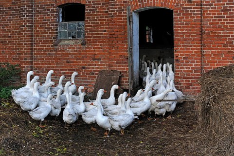 Domestic geese go back to the stable on their own in the evening, Biohof Gut Othenstorf,