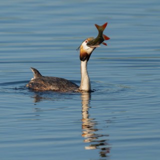 Great Crested Grebe (Podiceps Scalloped ribbonfish) with a large fish in its beak swimming on a
