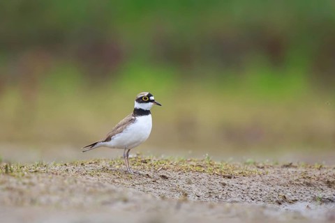 Little Ringed Plover (Charadrius dubius), North Rhine-Westphalia, Germany