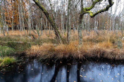 Moor landscape in the Osterwald forest with bog birch trees (Betula pubescens), Zingst,