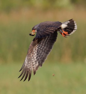 Snail Kite (Rostrhamus sociabilis) male flying with snail in its beak, Florida, USA