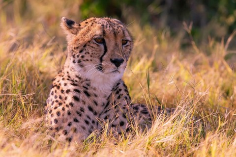 Africa, Botswana, cheetah, Acinonyx jubatus, Botswana, Botswana