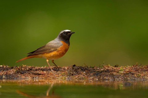 Common Redstart (Phoenicurus phoenicurus) male, Utrecht, Netherlands