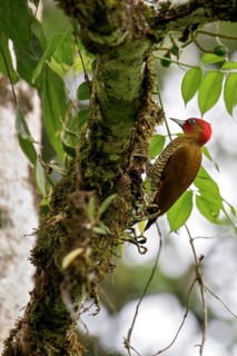 Rufous-winged Woodpecker (Piculus simplex) perched on a branch in Costa Rica