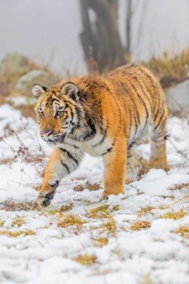 One young Siberian Tiger, Panthera tigris altaica, running over snowy meadow with dense fog in the
