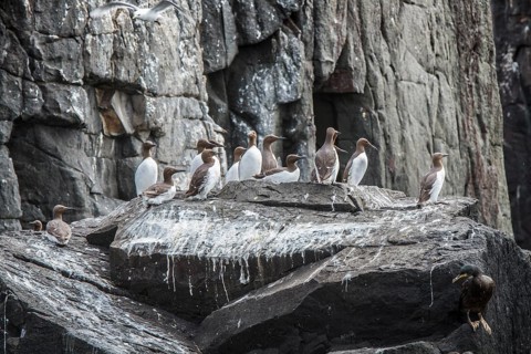 Common Murre (Uria aalge) colony on cliff, Farne Islands, United Kingdom
