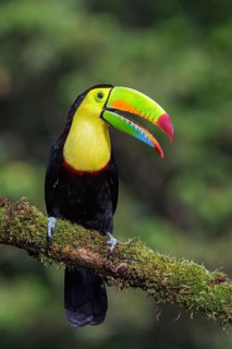 Keel-billed Toucan (Ramphastos sulfuratus) perched on a branch in Costa Rica