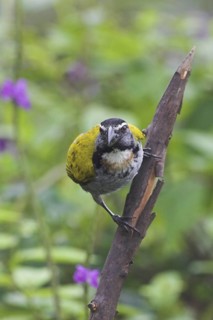 Black-headed Saltator (Saltator atriceps), Costa Rica