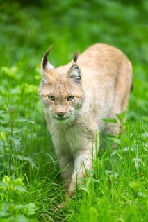 Eurasian lynx (Lynx lynx) walking through the grass, Bavaria, Germany