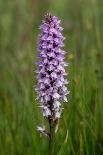 Moorland spotted orchid (Dactylorhiza maculata), Mecklenburg-Western Pomerania, Germany