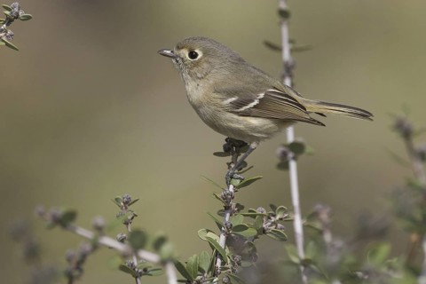 Hutton's Vireo (Vireo huttoni) male, California, USA