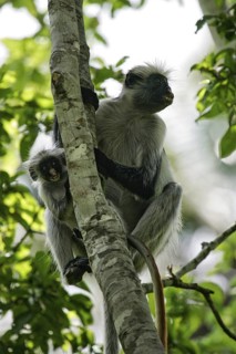 Sansibar-Stummelaffe (Piliocolobus kirkii) Weibchen mit Jungtier im Arm klettert auf Baum im