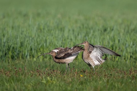 Eurasian Curlew (Numenius arquata) pair displaying, North Rhine-Westpalia, Germany