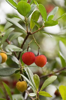 Western edberry tree (Arbutus unedo)