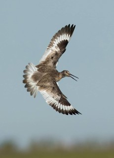 Willet (Tringa semipalmata) flying, Texas, USA