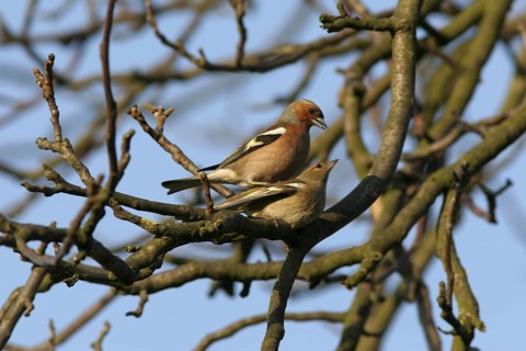Common Chaffinch (Fringilla coelebs), Baden-Wuerttemberg, Germany