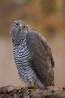 Northern Goshawk (Accipiter gentilis), Subotica, Serbia