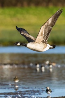 Canada Goose, Branta canadensis bird in flight over winter Marshes, Devon, England, United Kingdom