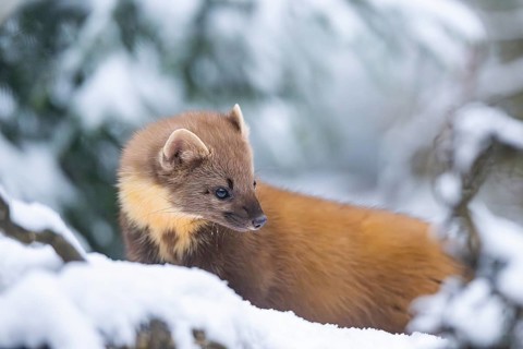 European pine marten (Martes martes) standing in the snow in winter, National Park Bavarian Forest,