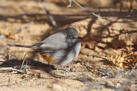 Chestnut-vented Warbler (Sylvia subcoerulea), Northern Cape, South Africa